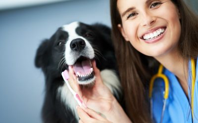 Plano de saúde pet e empresas Pet Friendly retém talentos humanos